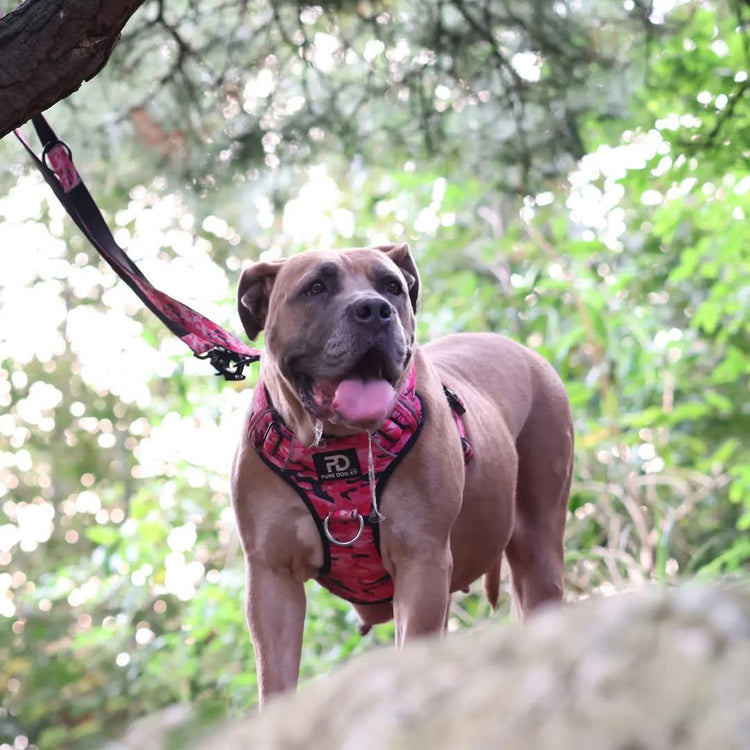 Comfort Harness