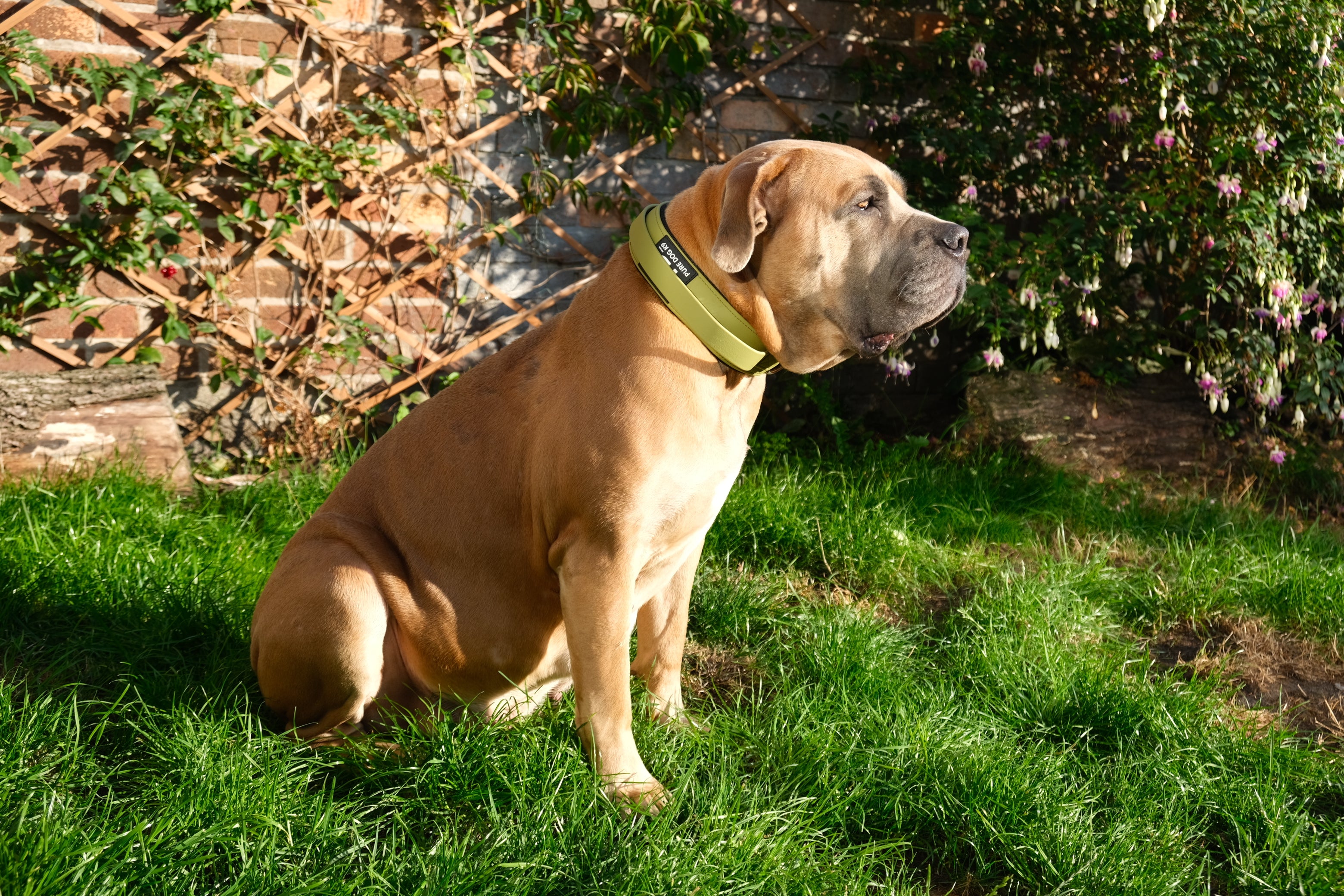 Pure mastiff hot sale